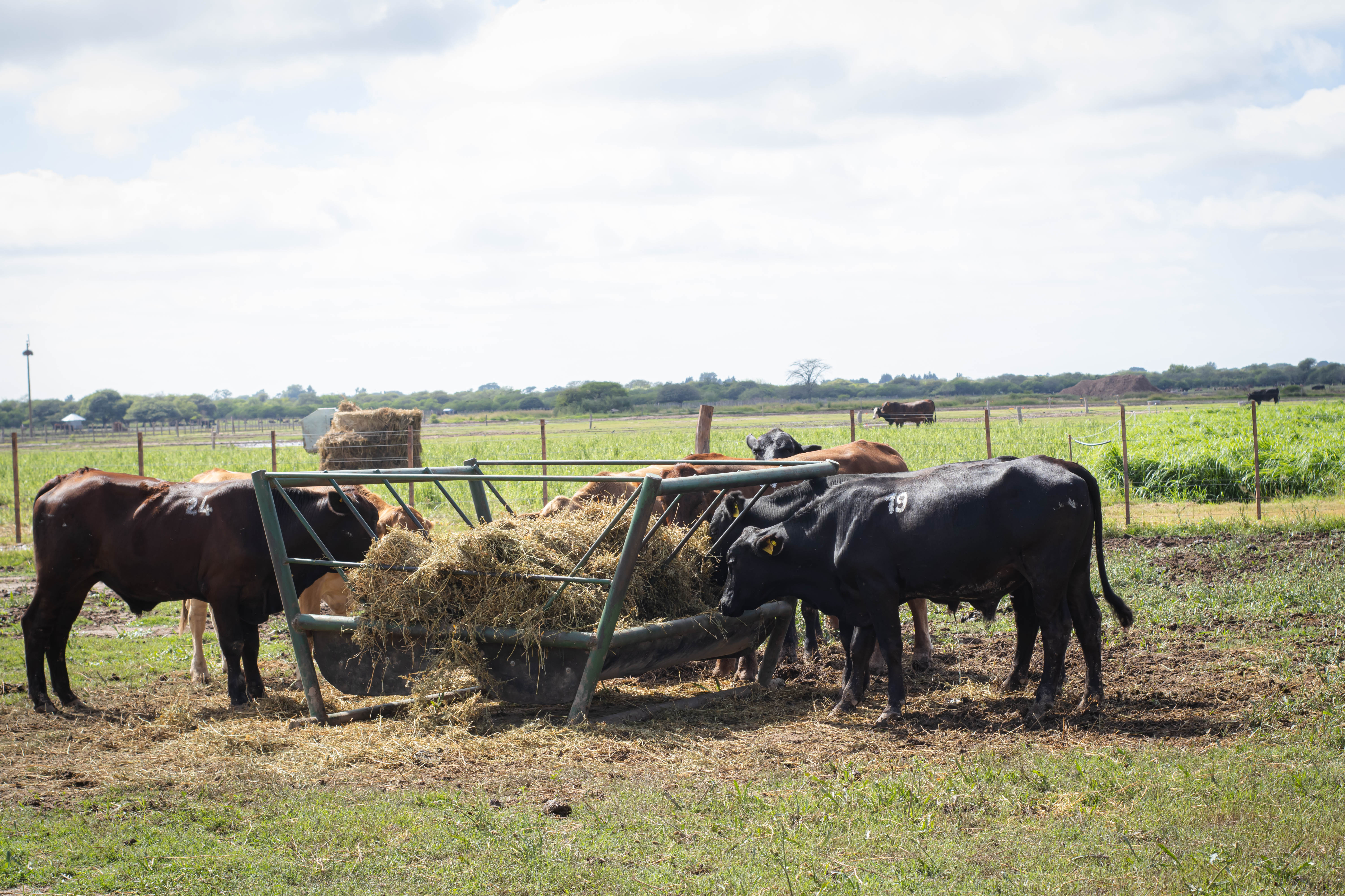 Zorion Research Point — instalaciones de nutrición bovina en Coronda, Santa Fe
